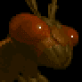 Fly